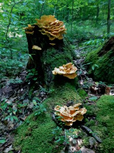 1st Chicken of the Woods