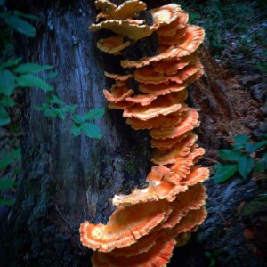 2nd Chicken of the Woods August 2016