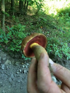 Bolete Under 2016