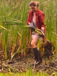 Terri Cattails Pond