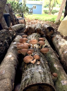 shiitakes on logs 2016